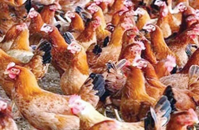 এক বছরে সোনালি মুরগির দাম বেড়েছে ৫২ শতাংশ