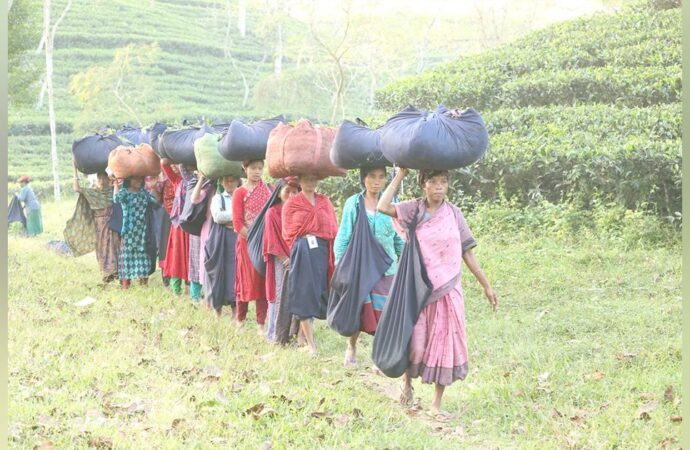 প্রভিডেন্ট ফান্ডের শত কোটি টাকা বকেয়া, অনিশ্চিত গন্তব্যে হাজারো চা শ্রমিক