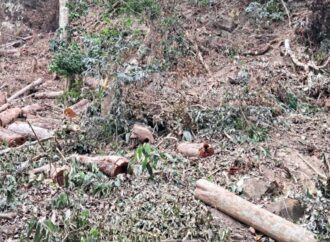 আলীকদমে বন উজাড়ের মহোৎসব, হুমকিতে পরিবেশ