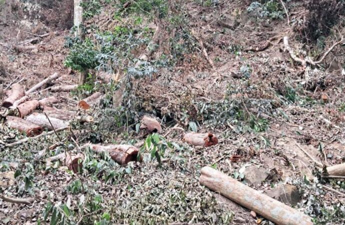 আলীকদমে বন উজাড়ের মহোৎসব, হুমকিতে পরিবেশ