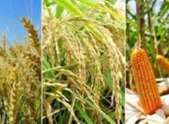 বৈশ্বিক শস্য উৎপাদনে ঘাটতির আশঙ্কা, ঝুঁকিতে খাদ্য নিরাপত্তা