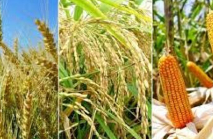বৈশ্বিক শস্য উৎপাদনে ঘাটতির আশঙ্কা, ঝুঁকিতে খাদ্য নিরাপত্তা