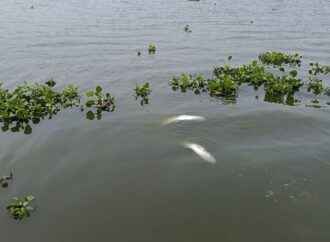 বিদ্যুতের তার ছিড়ে মরে গেছে অর্ধকোটি টাকার মাছ