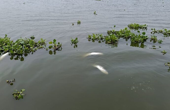 বিদ্যুতের তার ছিড়ে মরে গেছে অর্ধকোটি টাকার মাছ