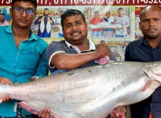 পদ্মায় ধরা পড়ল ২৫ কেজির পাঙ্গাশ, বিক্রি হলো ৭০ হাজার টাকায়