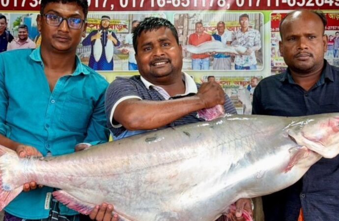 পদ্মায় ধরা পড়ল ২৫ কেজির পাঙ্গাশ, বিক্রি হলো ৭০ হাজার টাকায়