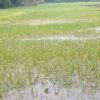 জলাবদ্ধতায় কমলগঞ্জে ৫শ হেক্টর জমির বোরো ফসল ক্ষতিগ্রস্ত