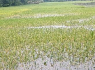 জলাবদ্ধতায় কমলগঞ্জে ৫শ হেক্টর জমির বোরো ফসল ক্ষতিগ্রস্ত