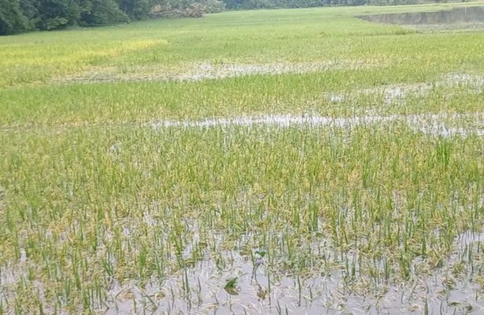 জলাবদ্ধতায় কমলগঞ্জে ৫শ হেক্টর জমির বোরো ফসল ক্ষতিগ্রস্ত
