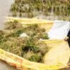 হাওরে বোরো ধানের মহাবিপর্যয়: ৫০০ কোটি টাকার ক্ষতি, নিঃস্ব হওয়ার পথে লাখো কৃষক