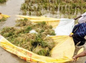 হাওরে বোরো ধানের মহাবিপর্যয়: ৫০০ কোটি টাকার ক্ষতি, নিঃস্ব হওয়ার পথে লাখো কৃষক