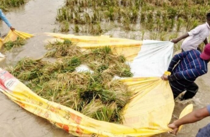 হাওরে বোরো ধানের মহাবিপর্যয়: ৫০০ কোটি টাকার ক্ষতি, নিঃস্ব হওয়ার পথে লাখো কৃষক