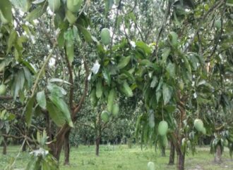 খুলনাঞ্চলে আমের বাম্পার ফলন, লক্ষ্যমাত্রা ৫৬৩ কোটি টাকা
