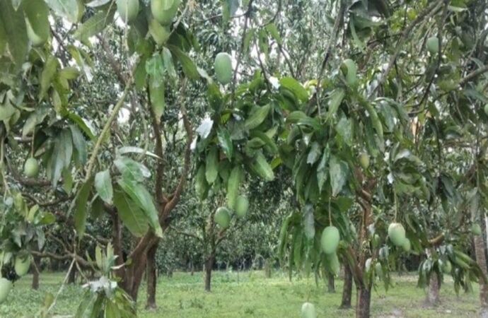 খুলনাঞ্চলে আমের বাম্পার ফলন, লক্ষ্যমাত্রা ৫৬৩ কোটি টাকা
