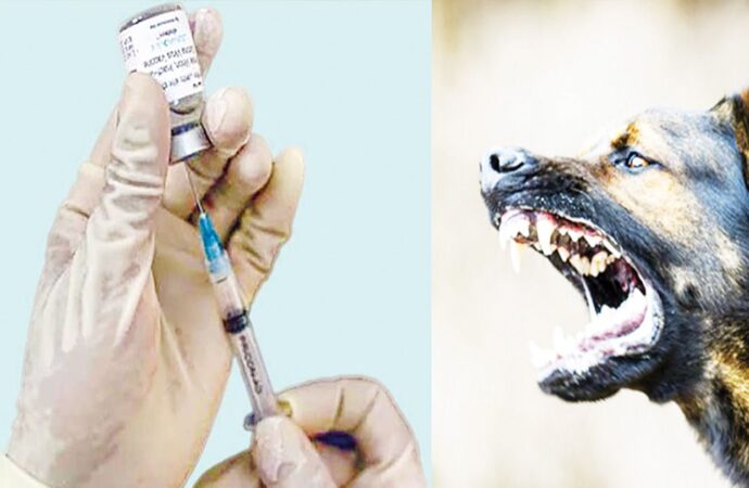 দেশজুড়ে জলাতঙ্ক টিকার সংকট