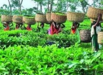 চট্টগ্রামে চায়ের দাম বাড়লেও  শ্রীমঙ্গল ও পঞ্চগড়ে নিম্নমুখী