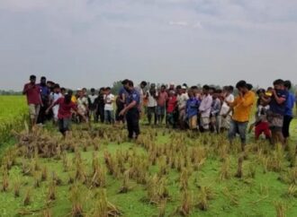 জয়পুরহাটে ধানক্ষেতে হাত পা বাঁধা লাশ উদ্ধার