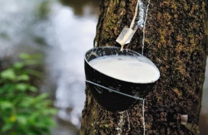বিশ্ববাজারে প্রাকৃতিক রাবারের দামে রেকর্ড: ৯ বছরের মধ্যে সর্বোচ্চ
