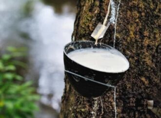 বিশ্ববাজারে প্রাকৃতিক রাবারের দামে রেকর্ড: ৯ বছরের মধ্যে সর্বোচ্চ