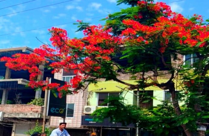 কেশবপুরে রক্তিম কৃষ্ণচূড়ার অপরূপ সৌন্দর্য, আগুনরঙা উৎসবে সেজেছে গ্রামবাংলা