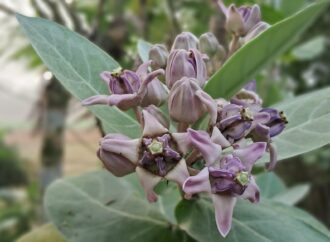 উপকূলজুড়ে সৌন্দর্য ছড়াচ্ছে আকন্দ ফুল