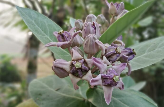 উপকূলজুড়ে সৌন্দর্য ছড়াচ্ছে আকন্দ ফুল