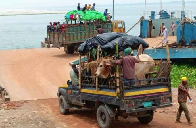 চাপ নেই দৌলতদিয়া ঘাটে, সরাসরি ফেরিতে উঠছে গরুর গাড়ি