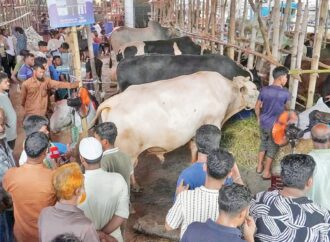 জমে উঠেছে পশুর হাট, মধ্যবিত্তের নজর ‘মাঝারি’ গরুতে