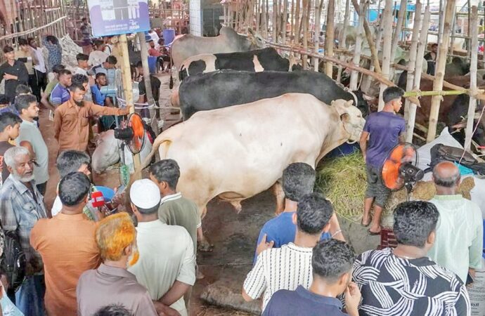 জমে উঠেছে পশুর হাট, মধ্যবিত্তের নজর ‘মাঝারি’ গরুতে