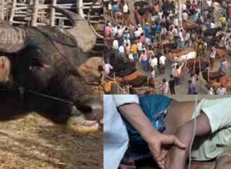 কোরবানি হাটে মহিষের গুঁতোয় নিহত ২