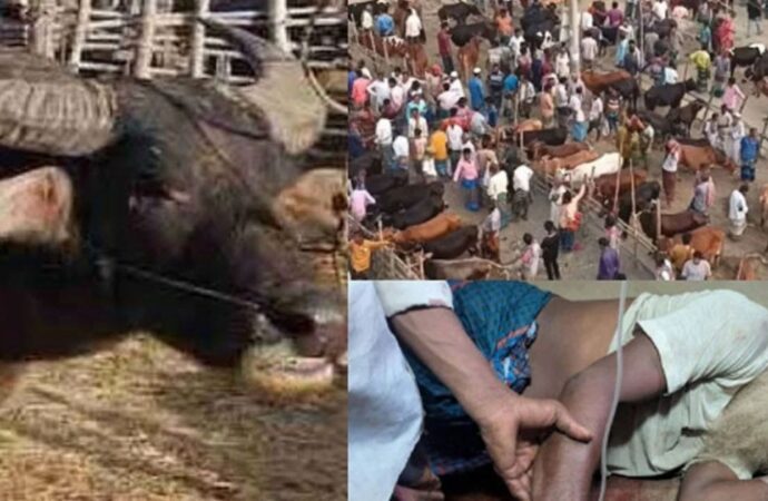 কোরবানি হাটে মহিষের গুঁতোয় নিহত ২