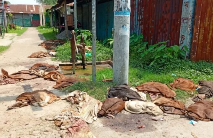 কুমিল্লায় কোরবানির চামড়া কিনে বড় লোকসানের মুখে মৌসুমি ব্যবসায়ীরা