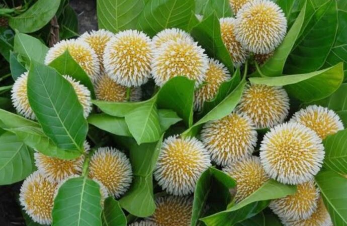 ডুমুরিয়ায় বিলুপ্তির পথে ‘বর্ষার দূত’ কদম