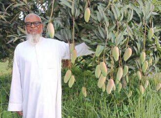 সোনাগাজীতে চাষ হচ্ছে দেশি-বিদেশি ১০২ জাতের আম