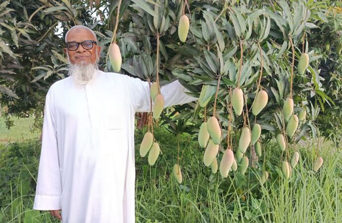 সোনাগাজীতে চাষ হচ্ছে দেশি-বিদেশি ১০২ জাতের আম