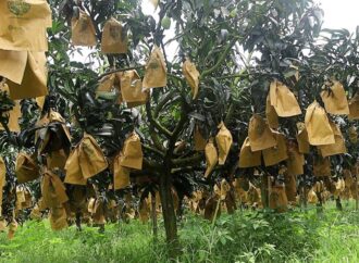 এক টুকরো ব্যাগের জন্য কোটি টাকার সম্ভাবনা হুমকিতে