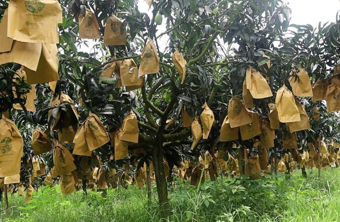 এক টুকরো ব্যাগের জন্য কোটি টাকার সম্ভাবনা হুমকিতে