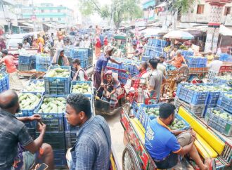 গাছে গাছে সোনালি স্বপ্ন, দাম না পেয়ে হতাশ চাষি