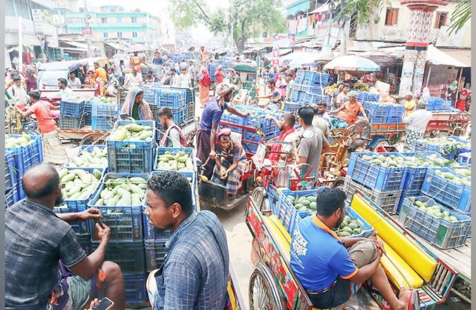 গাছে গাছে সোনালি স্বপ্ন, দাম না পেয়ে হতাশ চাষি