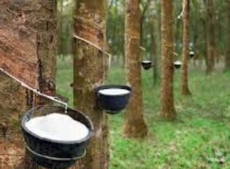 ইয়েনের মান হ্রাসে বিশ্ববাজারে রাবারের দাম বৃদ্ধি
