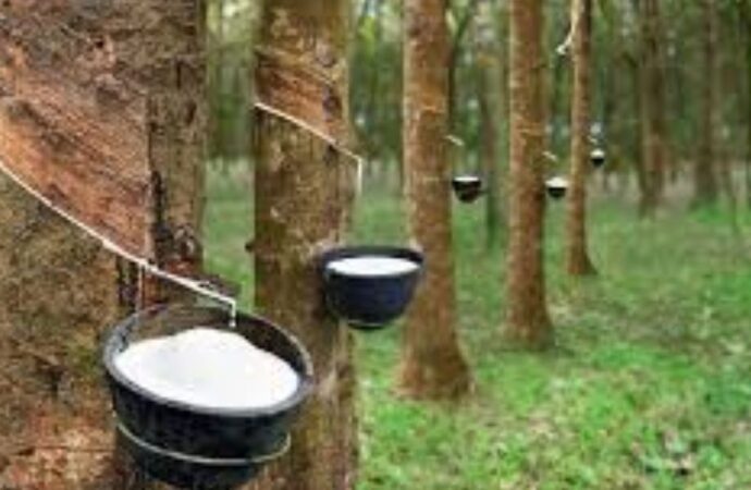 ইয়েনের মান হ্রাসে বিশ্ববাজারে রাবারের দাম বৃদ্ধি