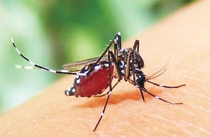ডেঙ্গুতে চলতি বছরে মৃত্যু ১০ আক্রান্ত ছাড়াল ৫ হাজার