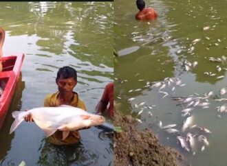 মেহেরপুরে পুকুরে বিষ প্রয়োগে প্রায় ২০ লাখ টাকার মাছ নিধনের অভিযোগ