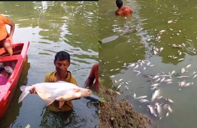 মেহেরপুরে পুকুরে বিষ প্রয়োগে প্রায় ২০ লাখ টাকার মাছ নিধনের অভিযোগ