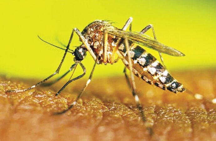 বর্ষার শুরুতেই ডেঙ্গু সংক্রমণ ঊর্ধ্বমুখী, বাড়ছে মৃত্যু