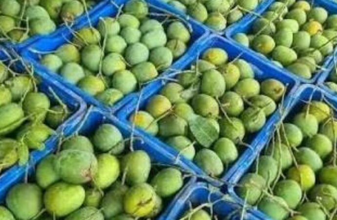 নওগাঁর বাগান থেকে নিউইয়র্কের টেবিলে আম্রপালি আম