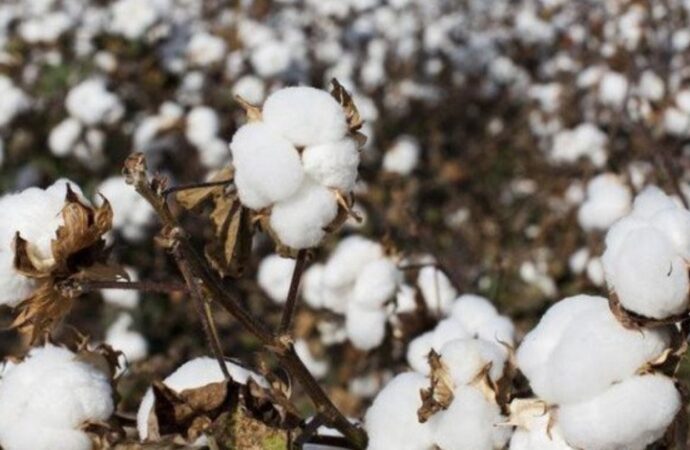 যুক্তরাষ্ট্রের তুলা রপ্তানিতে মন্দা, চাহিদা কমেছে বিশ্ববাজারে