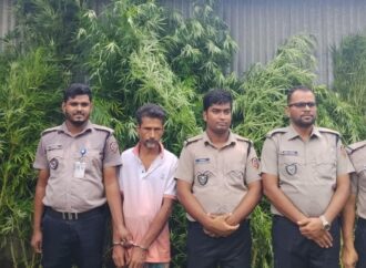 পাটক্ষেতের আড়ালে গাঁজা চাষ, অভিযানে গ্রেফতার ১