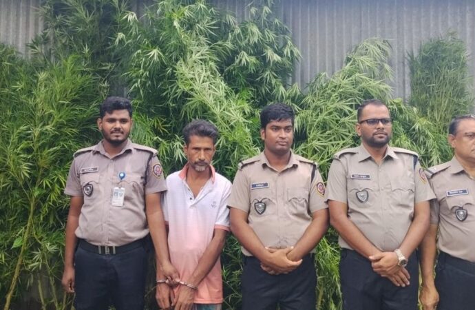 পাটক্ষেতের আড়ালে গাঁজা চাষ, অভিযানে গ্রেফতার ১