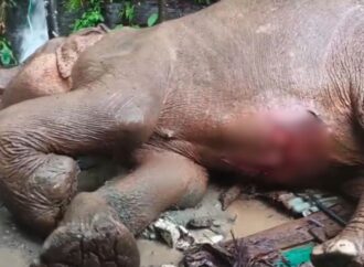 মারা গেল টেকনাফে পাহাড় থেকে পড়ে আহত বন্য হাতিটি